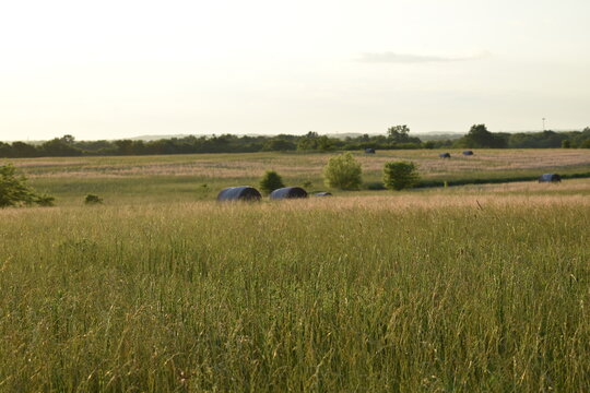 Summer Hay Field