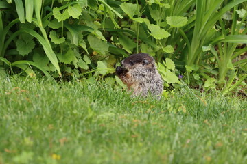 Young woodchuck pup eating leaves