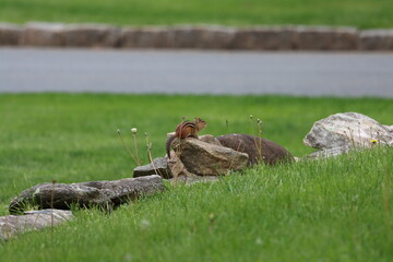 Eastern chipmunk sitting on rocks