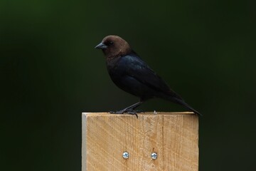 Brown-headed cowbird blending into the darkness