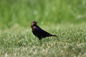 Brown-headed cowbird on grass