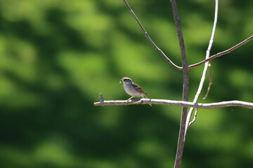 Chipping sparrow with a snack