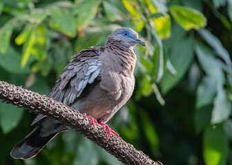 west peruvian dove sun bathing