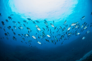 Fototapeta na wymiar 八丈島　Hachijo Island sea ダイビング　魚の群れ