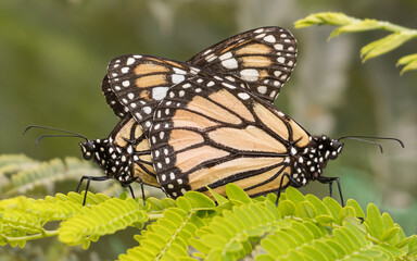 coupling southern monarch butterflies