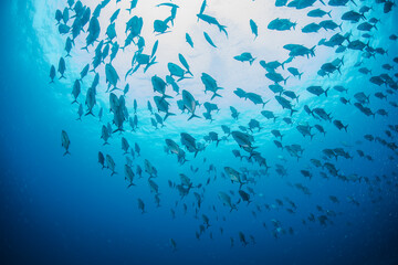 八丈島　Hachijo Island  sea  ダイビング　魚の群れ　海　水中　