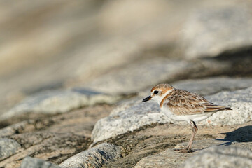 Birds in Singapore  Lesser Sand Plover