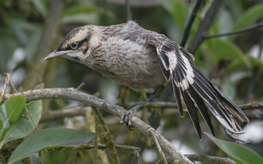 very young long tailed mockingbird stretching wings