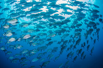 八丈島　Hachijo Island  sea  ダイビング　魚の群れ　海　水中　ナンヨウカイワリ　School of fish