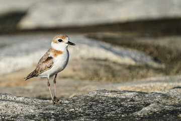 Birds in Singapore  Lesser Sand Plover