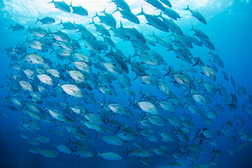 Fototapeta na wymiar 八丈島　Hachijo Island sea ダイビング　魚の群れ　海　水中　ナンヨウカイワリ　School of fish