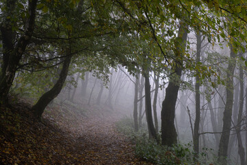 A beautiful moody forest. On an atmospheric misty autumn day. Malvern Hills, Worcestershire, UK