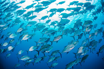 八丈島　Hachijo Island  sea  ダイビング　魚の群れ　海　水中　ナンヨウカイワリ