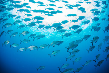 Obraz premium 八丈島 Hachijo Island sea ダイビング 魚の群れ 海 水中 ナンヨウカイワリ