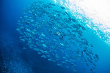 School of fish