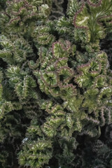 Plants that in this perspective resemble coral reefs