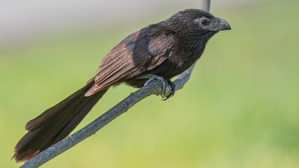 portrait of groove billed ani on a branch