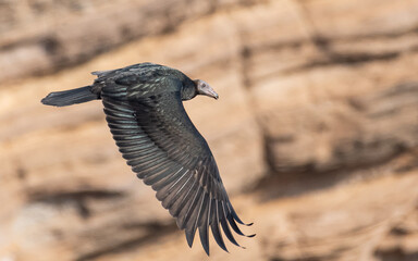 young turkey vulture crossing the desert