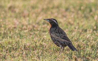 Peruvian meadowlark on the grass