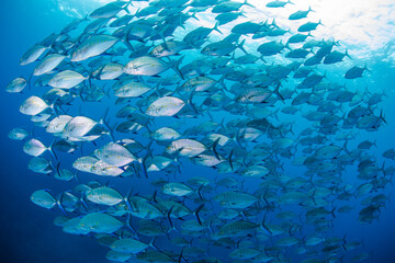 Fototapeta na wymiar School of fish ワイド　八丈島　青い海　Hachijo Island sea ダイビング　魚の群れ　水中　ナンヨウカイワリ　旅行　