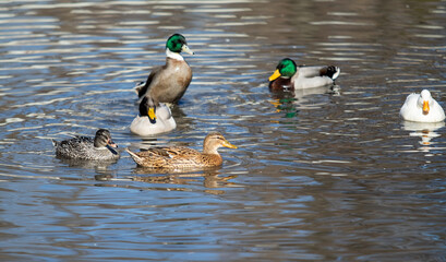 wild ducks on the spring pond