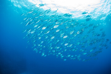 八丈島　青い海　Hachijo Island  sea  ダイビング　魚の群れ　水中　ナンヨウカイワリ　School of fish