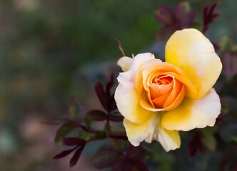 yellow rose in garden