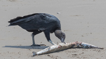 black vulture feasting on fish © Alfredo