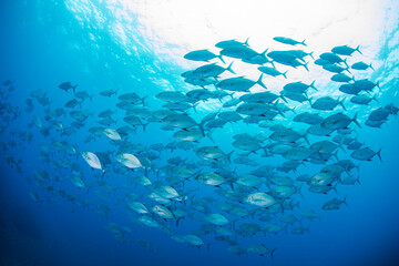 八丈島観光　旅行　青い海　Hachijo Island  sea  　魚の群れ　水中　ナンヨウカイワリ　School of fish ダイビング