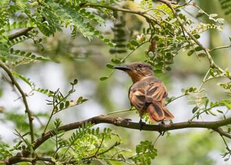 endemic rufous flycatcher
