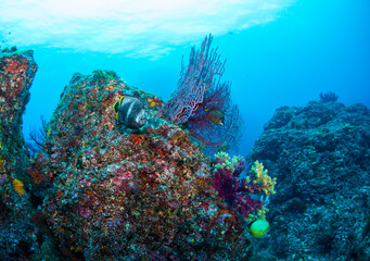 Fototapeta premium 八丈島観光 旅行 青い海 Hachijo Island sea 魚の群れ 水中 ユウゼン School of fish ダイビング