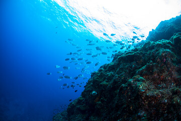 Fototapeta na wymiar 八丈島観光　旅行　青い海　Hachijo Island sea 　魚の群れ　水中　メジナ　School of fish ダイビング