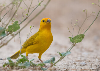 saffron finch