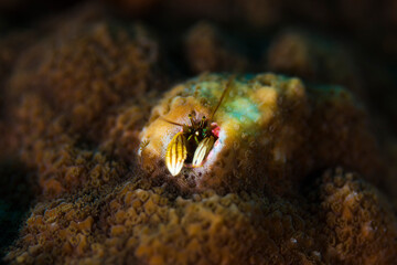 八丈島観光　旅行　青い海　Hachijo Island  sea  　魚の群れ　水中　カラフル　ヤドカリ　School of fish ダイビング