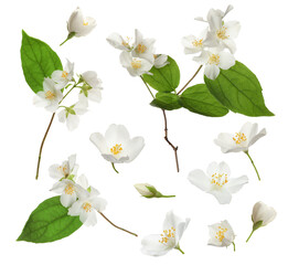 Fototapeta na wymiar Set with beautiful tender jasmine flowers and green leaves on white background