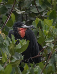 Naklejka premium portrait of a adult male magnificent frigatebird