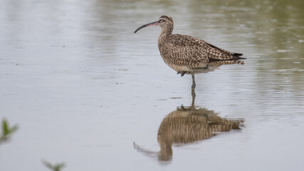 whimbrel standing in one feet