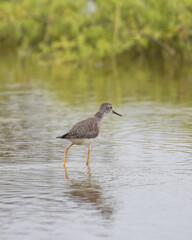 tringa in marsh