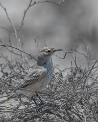 endemic coastal miner in front of branches