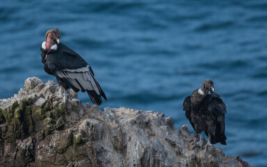 andean condor near the pacific ocean
