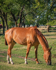 Obraz premium Horse II