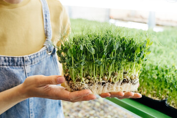 Woman holding box with microgreen, Small business indoor vertical farm. Close-up of healthy...