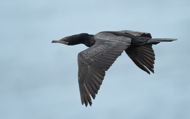 flying neotropic cormorant