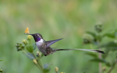 Peruvian sheartail feeding on lantana flowers