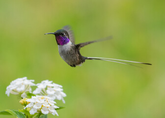 Peruvian sheartail feeding on lantana flowers