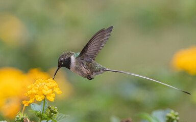 Peruvian sheartail feeding on lantana flowers