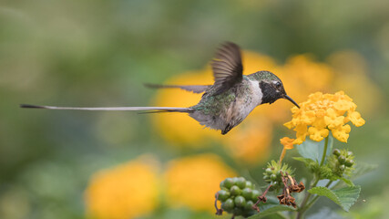 Peruvian sheartail feeding on lantana flowers