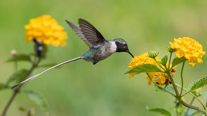 Peruvian sheartail feeding on lantana flowers