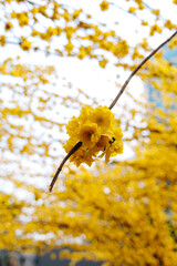 Ochna Integerrima ('Hoa Mai') decoration in the days near Lunar New Year at Youth Cultural House, Ho Chi Minh city, Vietnam