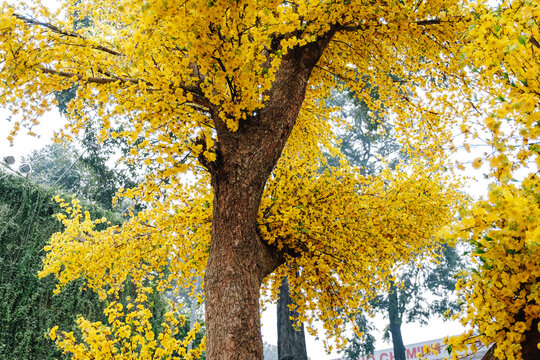Ochna Integerrima ('Hoa Mai') decoration in the days near Lunar New Year at Youth Cultural House, Ho Chi Minh city, Vietnam